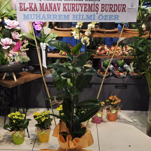 Tekli Kauçuk Çiçeği