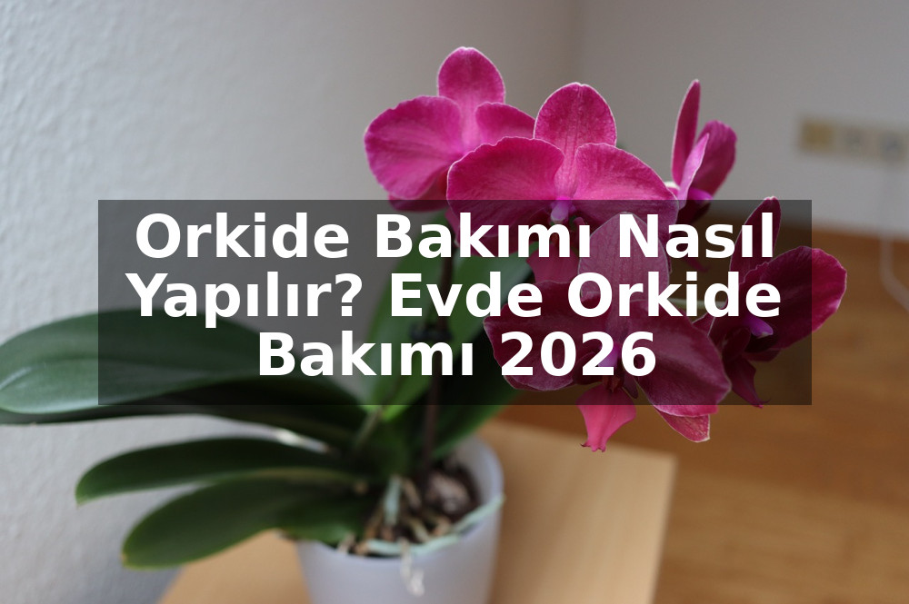 Orkide Bakımı Nasıl Yapılır? Evde Orkide Bakımı 2026