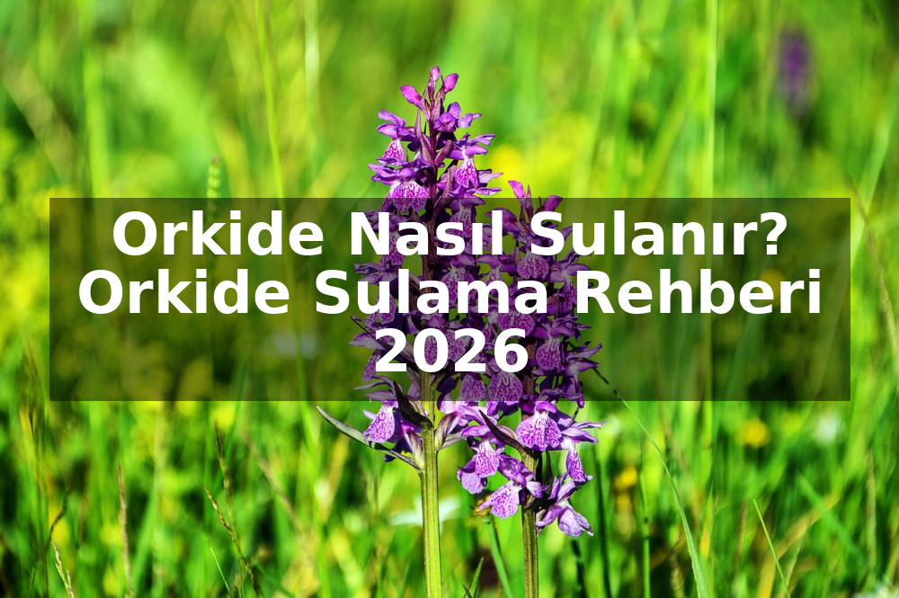 Orkide Nasıl Sulanır? Orkide Sulama Rehberi 2026