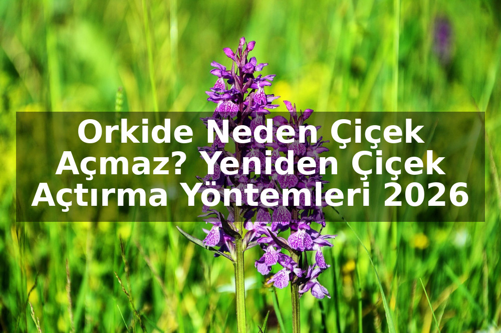 Orkide Neden Çiçek Açmaz? Yeniden Çiçek Açtırma Yöntemleri 2026
