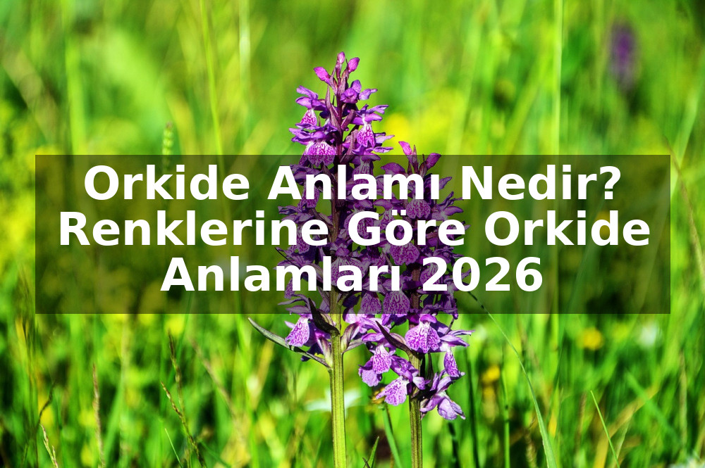 Orkide Anlamı Nedir? Renklerine Göre Orkide Anlamları 2026