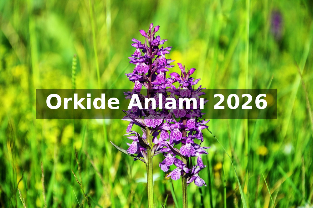 Orkide Anlamı 2026