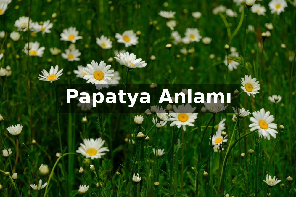 Papatya Anlamı