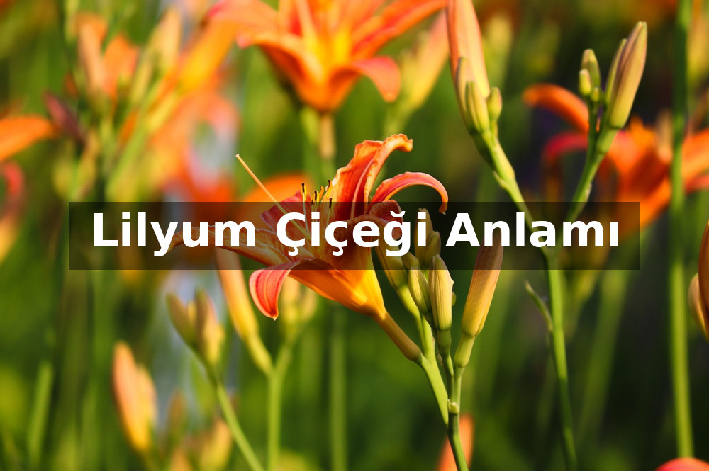 Lilyum Çiçeği Anlamı