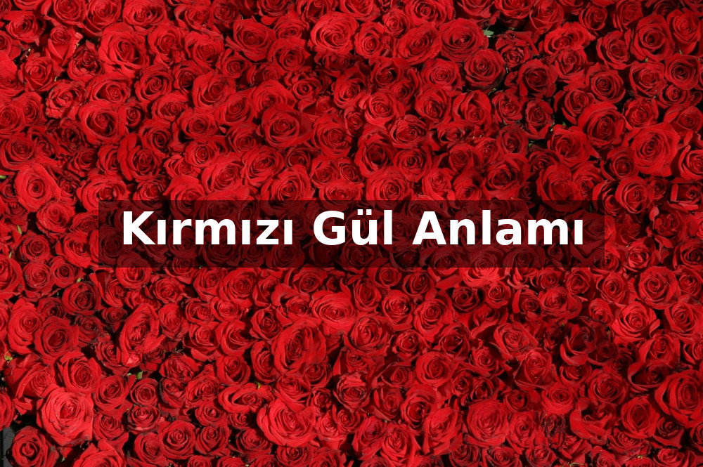 Kırmızı Gül Anlamı