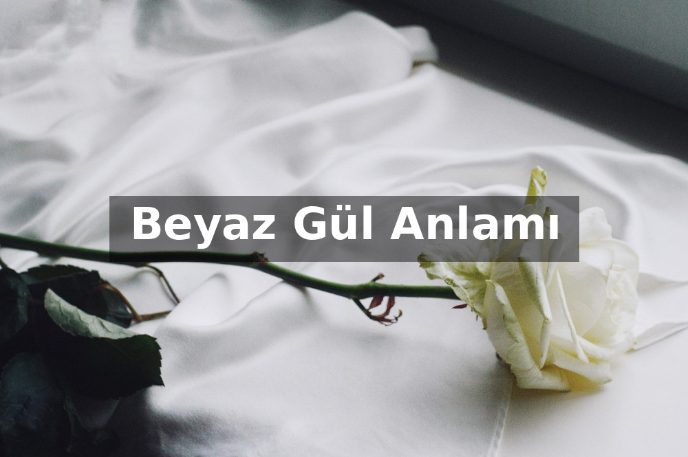 Beyaz Gül Anlamı