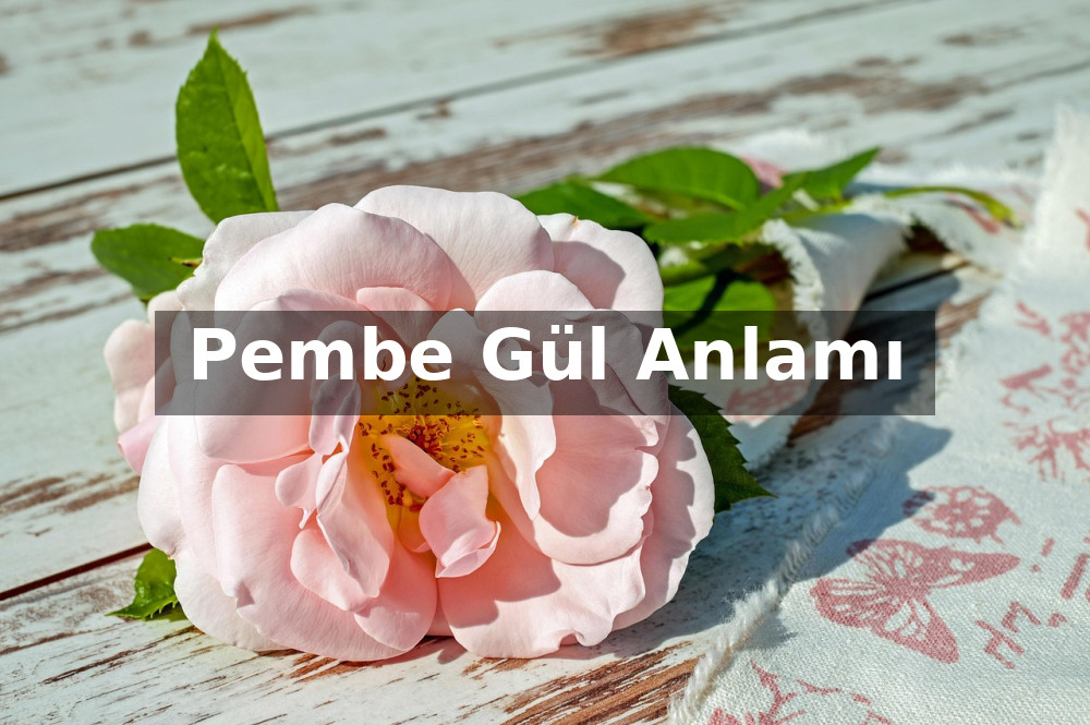Pembe Gül Anlamı