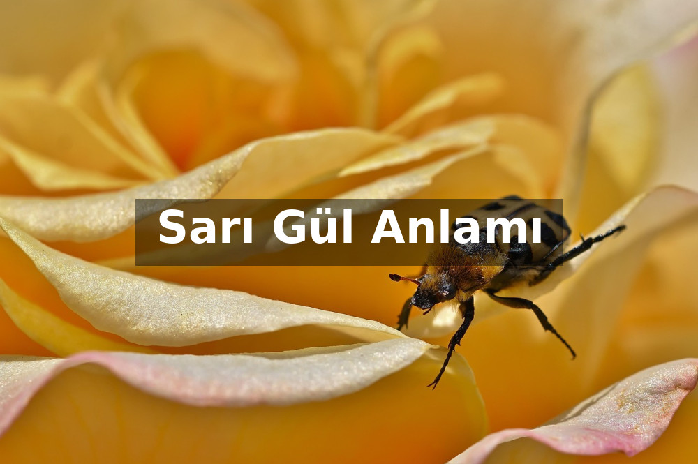 Sarı Gül Anlamı