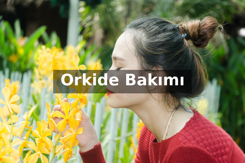 Orkide Bakımı