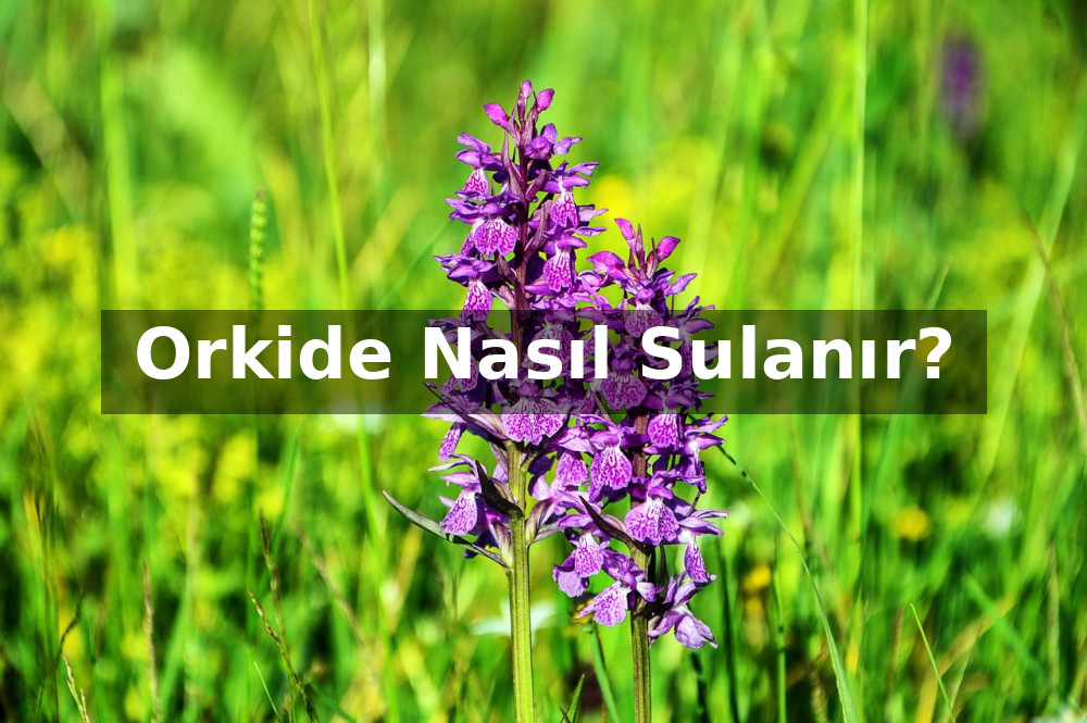 Orkide Nasıl Sulanır?