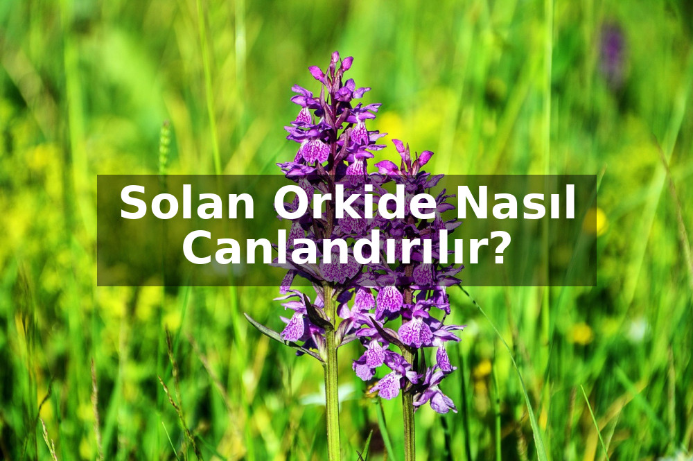 Solan Orkide Nasıl Canlandırılır?