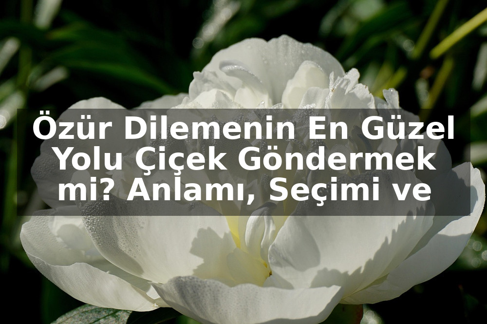 Özür Dilemenin En Güzel Yolu Çiçek Göndermek mi? Anlamı, Seçimi ve Etkili İpuçları