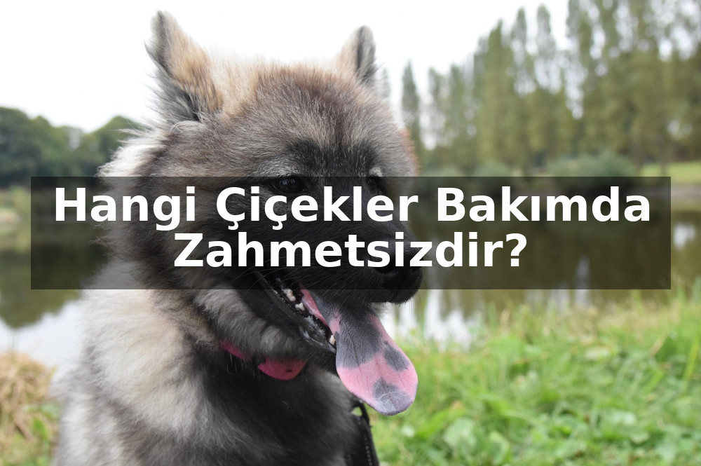 Evde En Kolay Bakılan Çiçekler: Hangi Çiçekler Bakımda Zahmetsizdir?