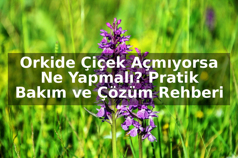 Orkide Çiçek Açmıyorsa Ne Yapmalı? Pratik Bakım ve Çözüm Rehberi
