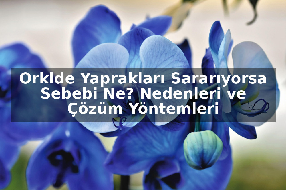Orkide Yaprakları Sararıyorsa Sebebi Ne? Nedenleri ve Çözüm Yöntemleri
