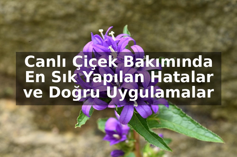 Canlı Çiçek Bakımında En Sık Yapılan Hatalar ve Doğru Uygulamalar