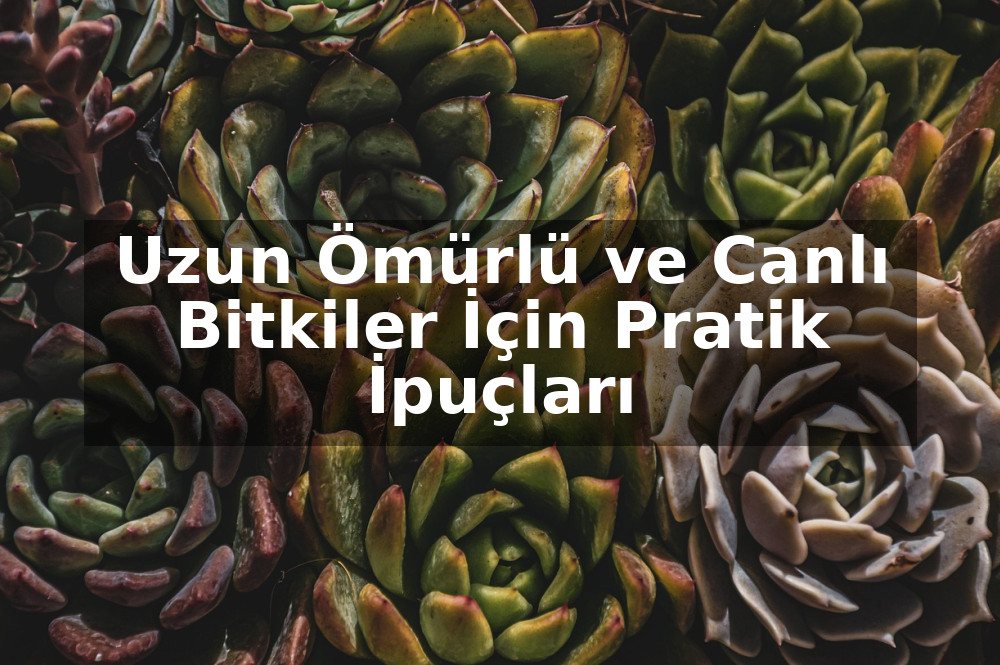 Saksı Çiçekleri İçin Evde Bakım Rehberi: Uzun Ömürlü ve Canlı Bitkiler İçin Pratik İpuçları