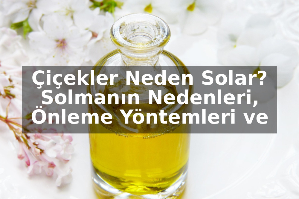 Çiçekler Neden Solar? Solmanın Nedenleri, Önleme Yöntemleri ve Bakım İpuçları