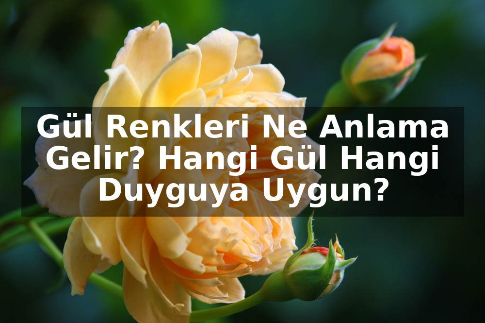 Gül Renkleri Ne Anlama Gelir? Hangi Gül Hangi Duyguya Uygun?