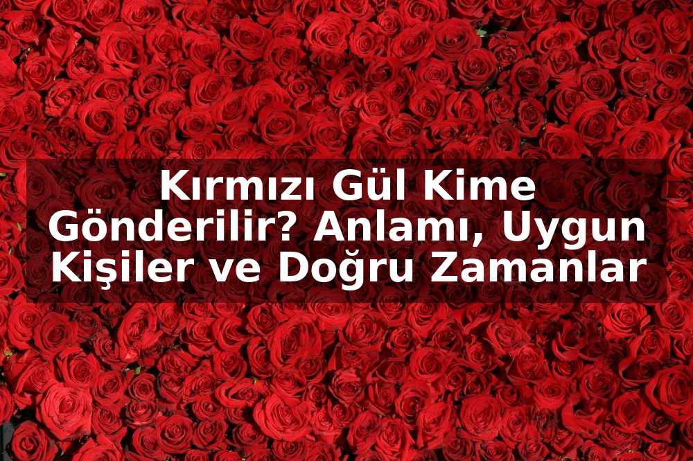 Kırmızı Gül Kime Gönderilir? Anlamı, Uygun Kişiler ve Doğru Zamanlar