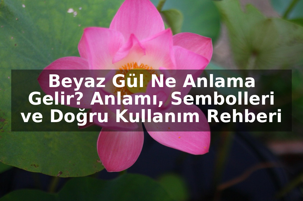 Beyaz Gül Ne Anlama Gelir? Anlamı, Sembolleri ve Doğru Kullanım Rehberi