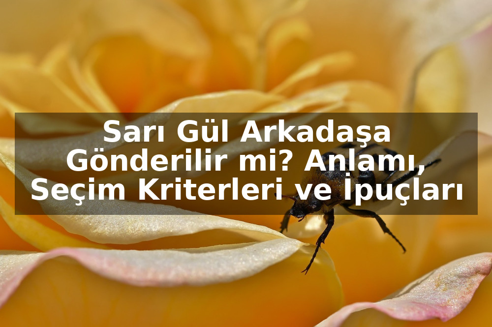 Sarı Gül Arkadaşa Gönderilir mi? Anlamı, Seçim Kriterleri ve İpuçları