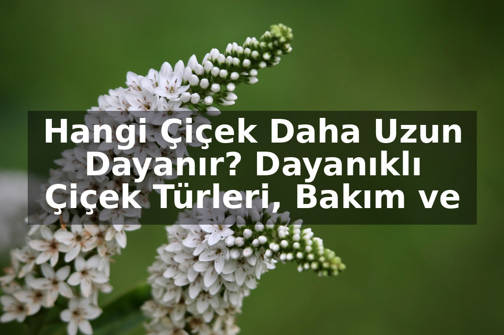 Hangi Çiçek Daha Uzun Dayanır? Dayanıklı Çiçek Türleri, Bakım ve Seçim Kriterleri