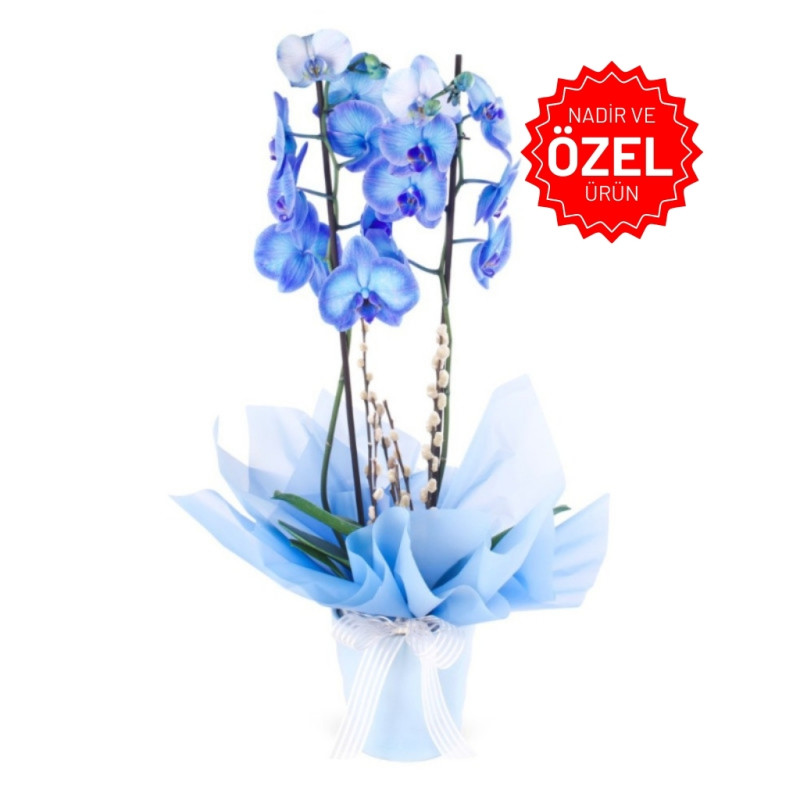 Çift Dallı Mavi Orkide 