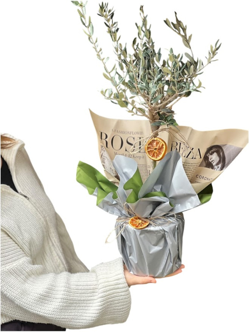 Saksıda Zeytin Ağacı Bonsai