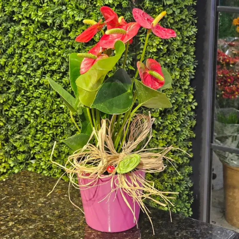 Saksıda Antoryum Çiçeği (saksı Gönderilemeyecekktir)