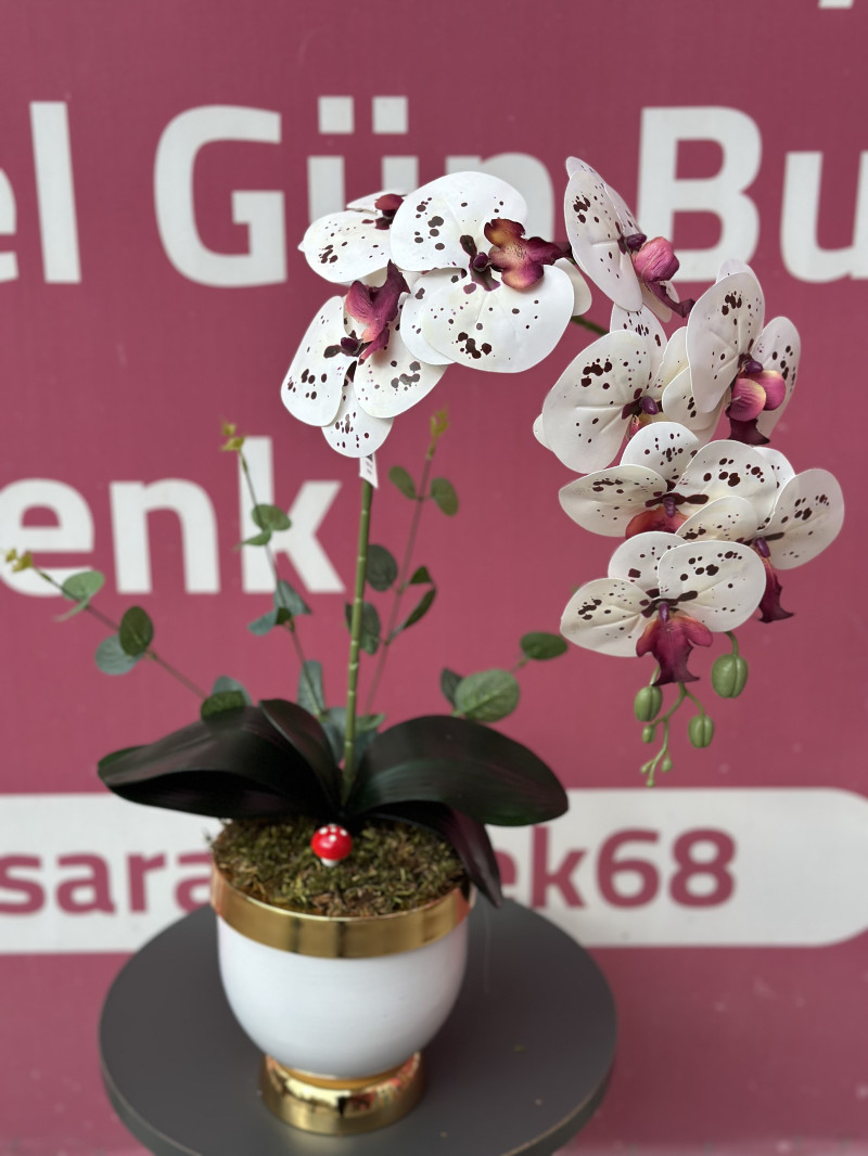 Islak benekli orkide