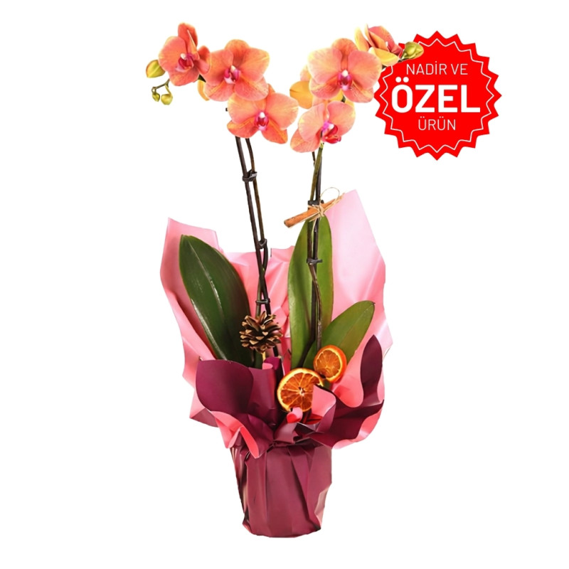 Orkide Çift Dal Ateş