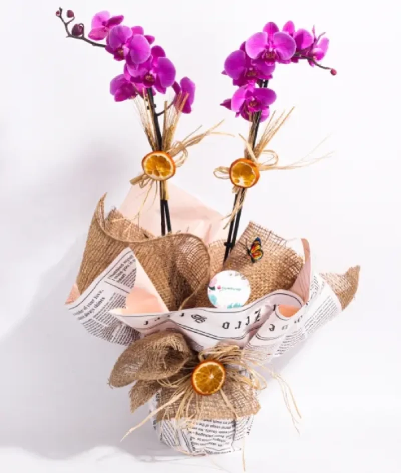 Mor Çift Dallı Orkide