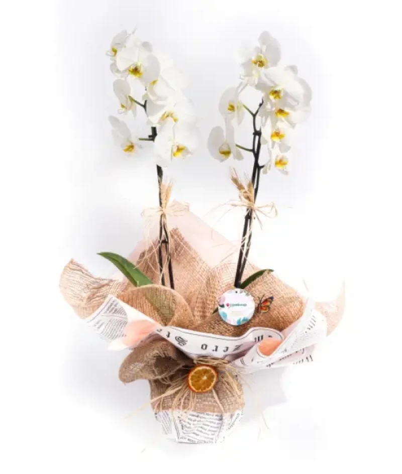 Çift DallI Beyaz Orkide